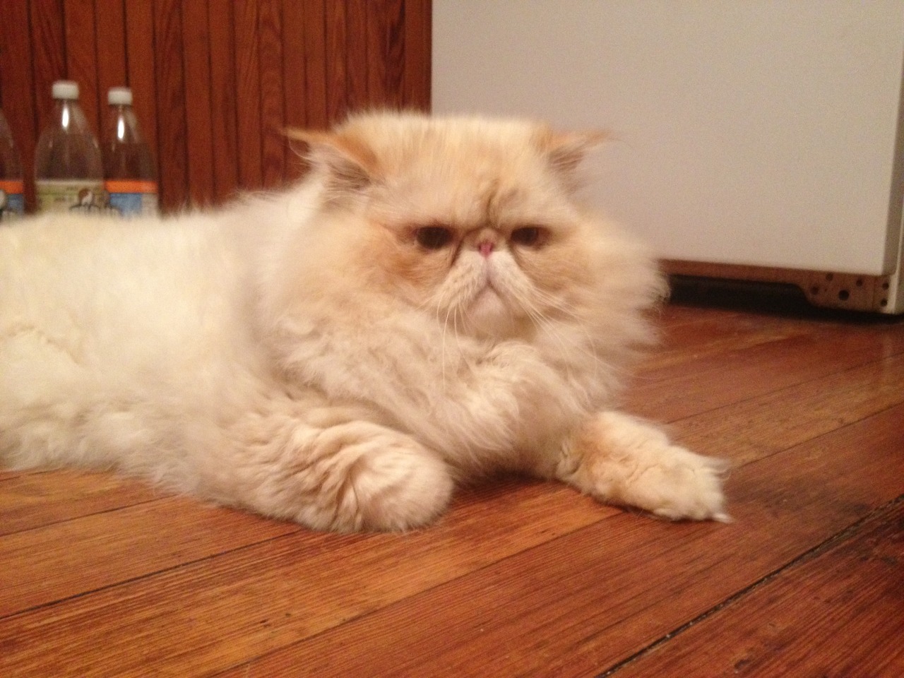 lucifurfluffypants:  Beware. Do not gaze into the forest of fluff. 