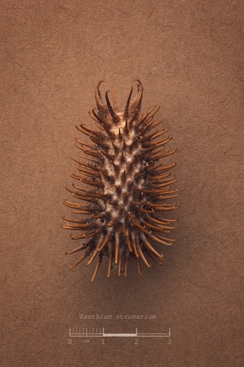 Xanthium strumarium, the Rough Cocklebur, is a widespread member of the sunflower family. It is comm