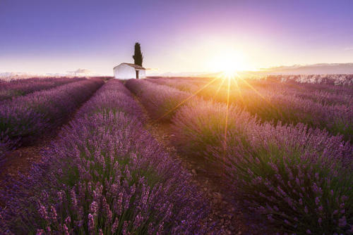 Stunning Pictures of Lavender Fields by Aurélien Billois via Aurélien Billois 