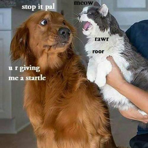 riverpersonn: sushinfood: theweirdwideweb: New Bork Memes this is just doge meme 2.0 @aro-lafayette