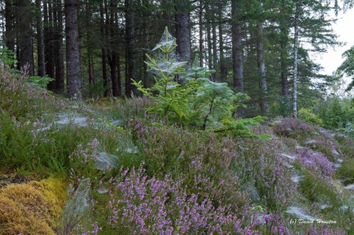 highlandfocus:Early morning cobwebs cover the gorse, heather and young conifers