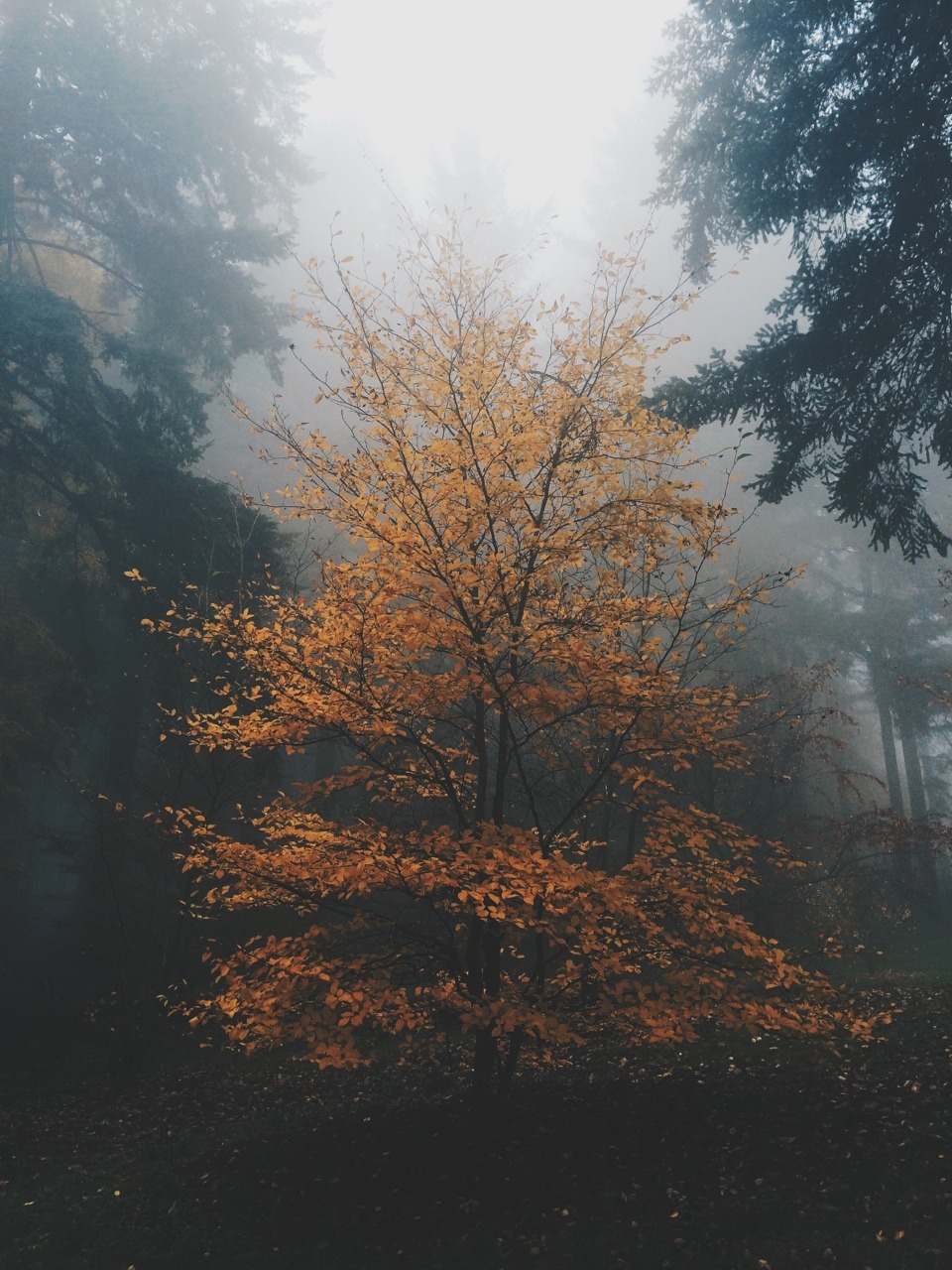 spudthesoundguy:Are we out of the woods yet? Portland, Oregon. November 7th 2014