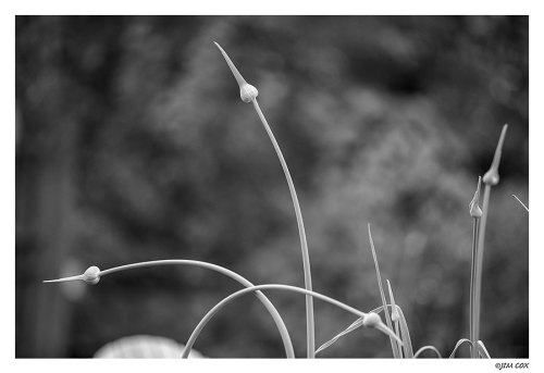 Garlic: Always fascinated with the flower bulb shape and the delicate way the stem curves.. . thei