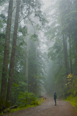 expressions-of-nature:  Opal Creek Ancient Forest, Oregon by Thomas Shahan