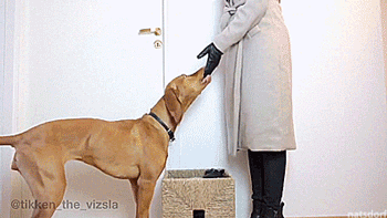 thenatsdorf:  Tikken the Vizla shows off his many tricks. [full video]