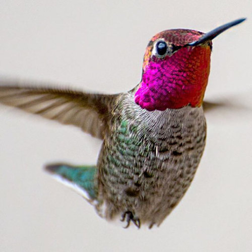 art-tension:Tracy Johnson Captures  Close-Ups Of  Hummingbirds Beauty In Her Backyard   facebook | i