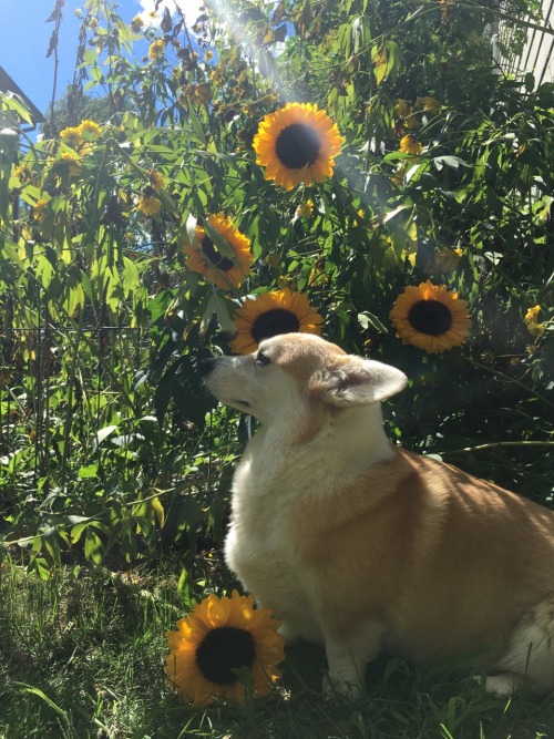 skypig357: americansweetpea: scampthecorgi: Don’t worry, be happy! @skypig357 I’m so hap