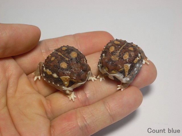 reaill:  countblue:  Common rain frog figure Pictures was changed. http://countblue.lolipop.jp/g058.htm