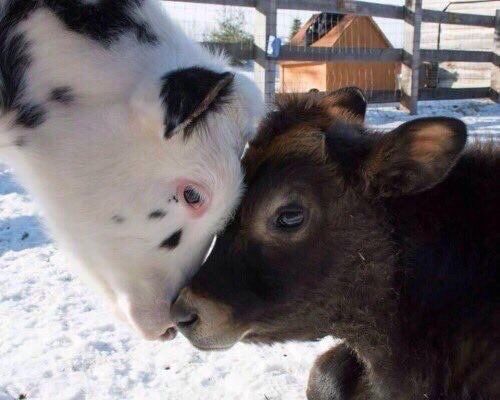 babyanimalgifs