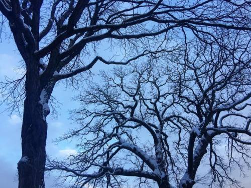 #bosnow leaves the ancient trees naked and white (at Allston–Brighton)