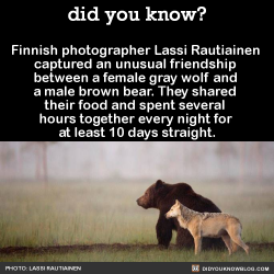 did-you-kno:‘No-one can know exactly why or how the young wolf and bear became friends. I think that perhaps they were both alone and they were young and a bit unsure of how to survive alone.’ ‘It seems to me that they feel safe being together,