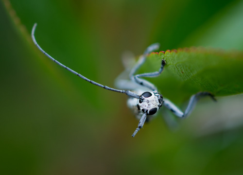 Round headed apple borer longhorn
