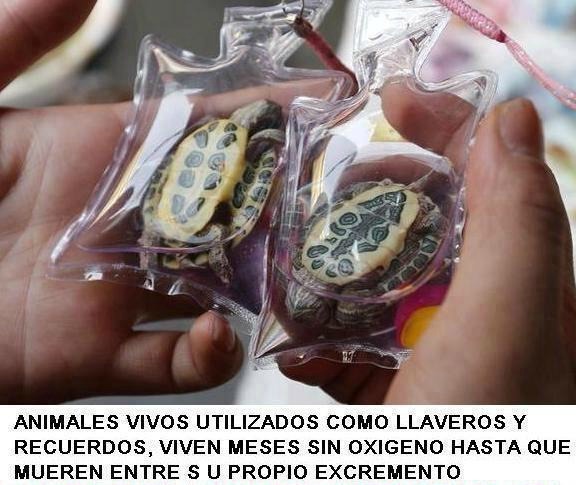 pandora-fucking-box:  ‘La nueva moda del oriente’ No al maltrato animal! :c