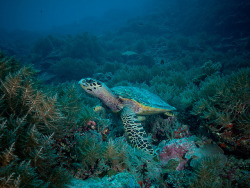 theoceaniswonderful:  turtle-1 by abyss.photography