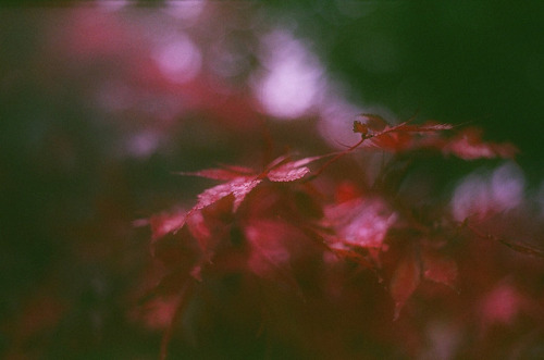 melodyandviolence: blood red by inmost_light