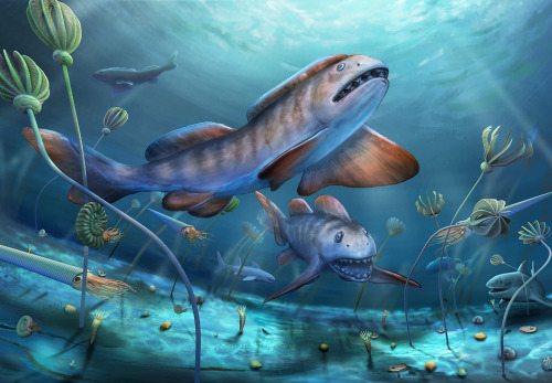 scinewscom:Permian-Period Shark Had Petal-Shaped Teethwww.sci-news.com/paleontology/petalodus