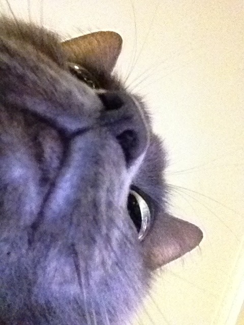 glasscatfigurine:  grassfire:  cats taking selfies: a pictorial.  bless this cat 