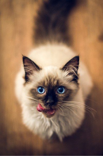 lolcuteanimals:Slurp