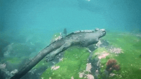 the-ellemar:  eedakon:  sixpenceee:  lookskywanker:  sixpenceee:  These are gifs of marine iguanas. Scientists figure that land-dwelling iguanas from South America must have drifted out to sea millions of years ago on logs or other debris, eventually