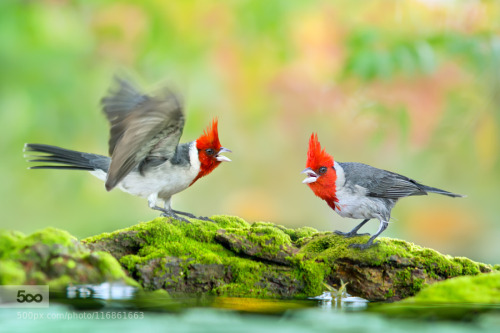 photography-col:  ～ Angry Birds - Are you angry ～ © by FuYiChen 