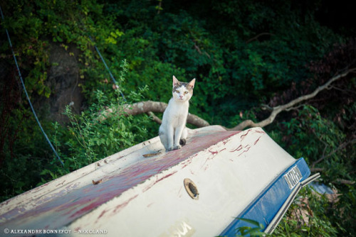 japontotal:  Fotógrafo francés redescubre a los gatos callejeros en Japón El fotógrafo profesional Alexandre Bonnefoy viajó a Japón en busca de “fotografías de fauna urbana”, pero acabó creando una serie de curiosas capturas que muestran a