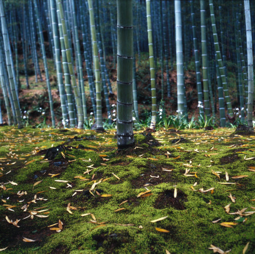 japanlove:  Bamboo forest (by MarkGuitarPhoto)