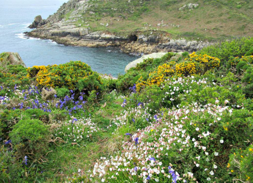 saltyairgardening:Cliff-top Flowers