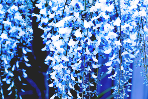 ramuneblue:  flower of life