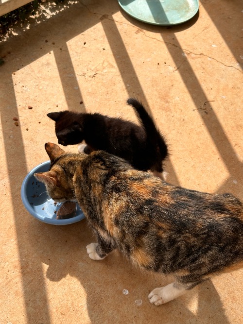 Couple Of Outdoor Cats And Kittens Eating & Chilling