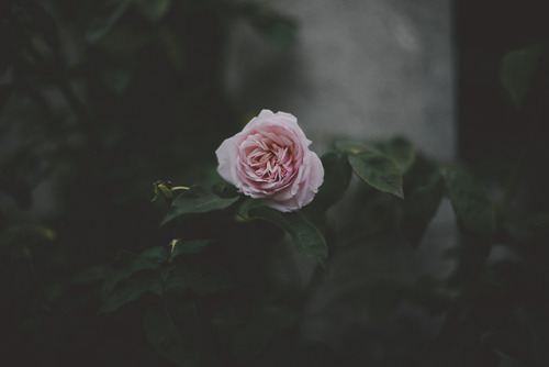 cinnamonthursdays: Single Rose at Hampstead Pergola By Karolina Koziel Website | Instagram | Pintere