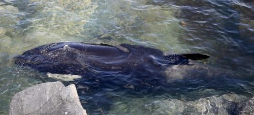 Crying, beached orca freed to cheers after dramatic nine-hour rescue in northern B.C.Janie Hermann, 