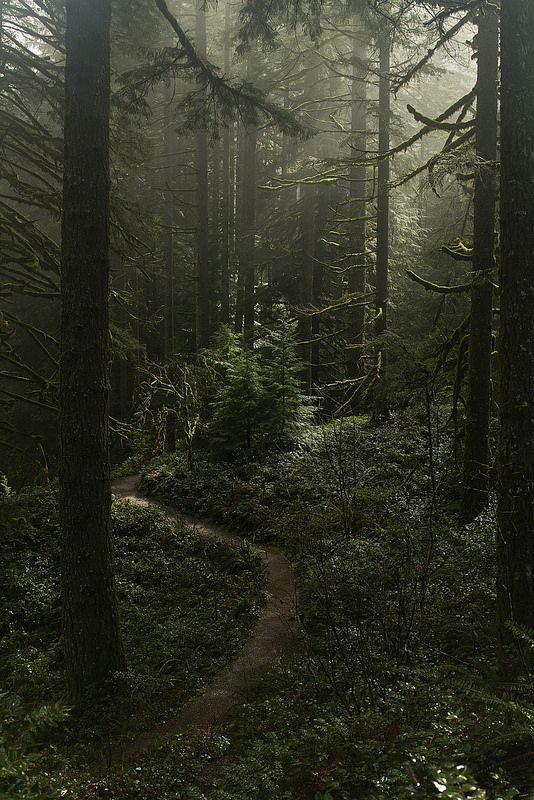 cuiledhwen:Misty forest at Silverton falls area, Oregon door Anna Calvert Photography