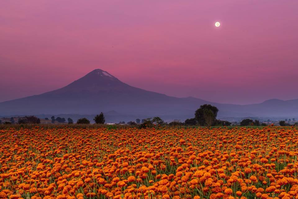 neomexicanismos:    “El valle de los volcanes se ha pintado de naranja, la flor