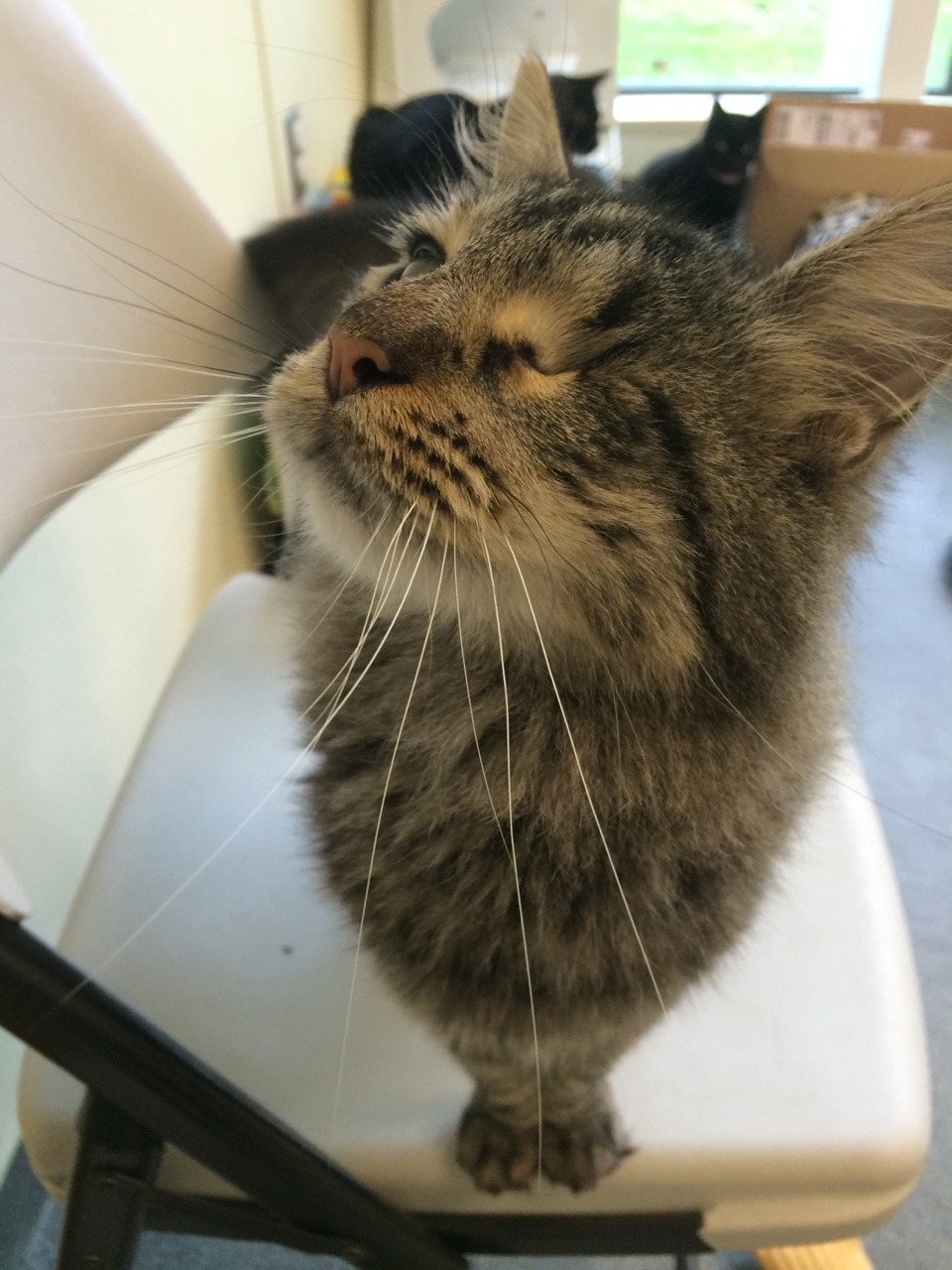 giant-manta-ray:  Reyna only has one eye, but i swear she’s the prettiest cat ever