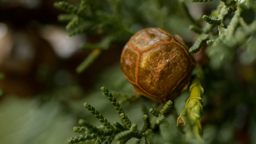 kqedscience: VIDEO: The Sex Lives of Christmas Trees Conifers are mostly wind pollinators, broadcast