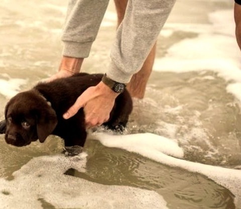 Puppy Pics