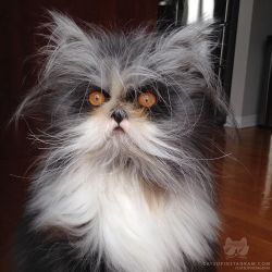 catsofinstagram:  From @atchoumfan: “Look at me. Can you really tell the difference between a “bad” hair day and a “good” hair day?“ #catsofinstagram [source: http://ift.tt/1QVQ7Pg ] 