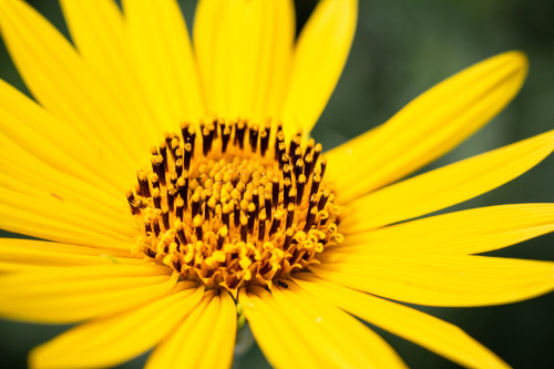 And now, another moment of zen - flowers from around the farm back in June.