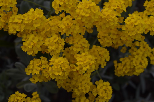 adaemonie:  Some of the cute tiny flowers that I took pictures of this year. 