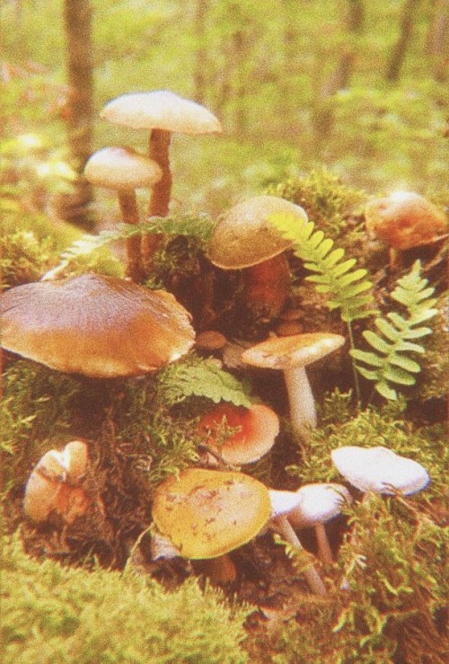 #mushroom-aesthetic | Tumblr