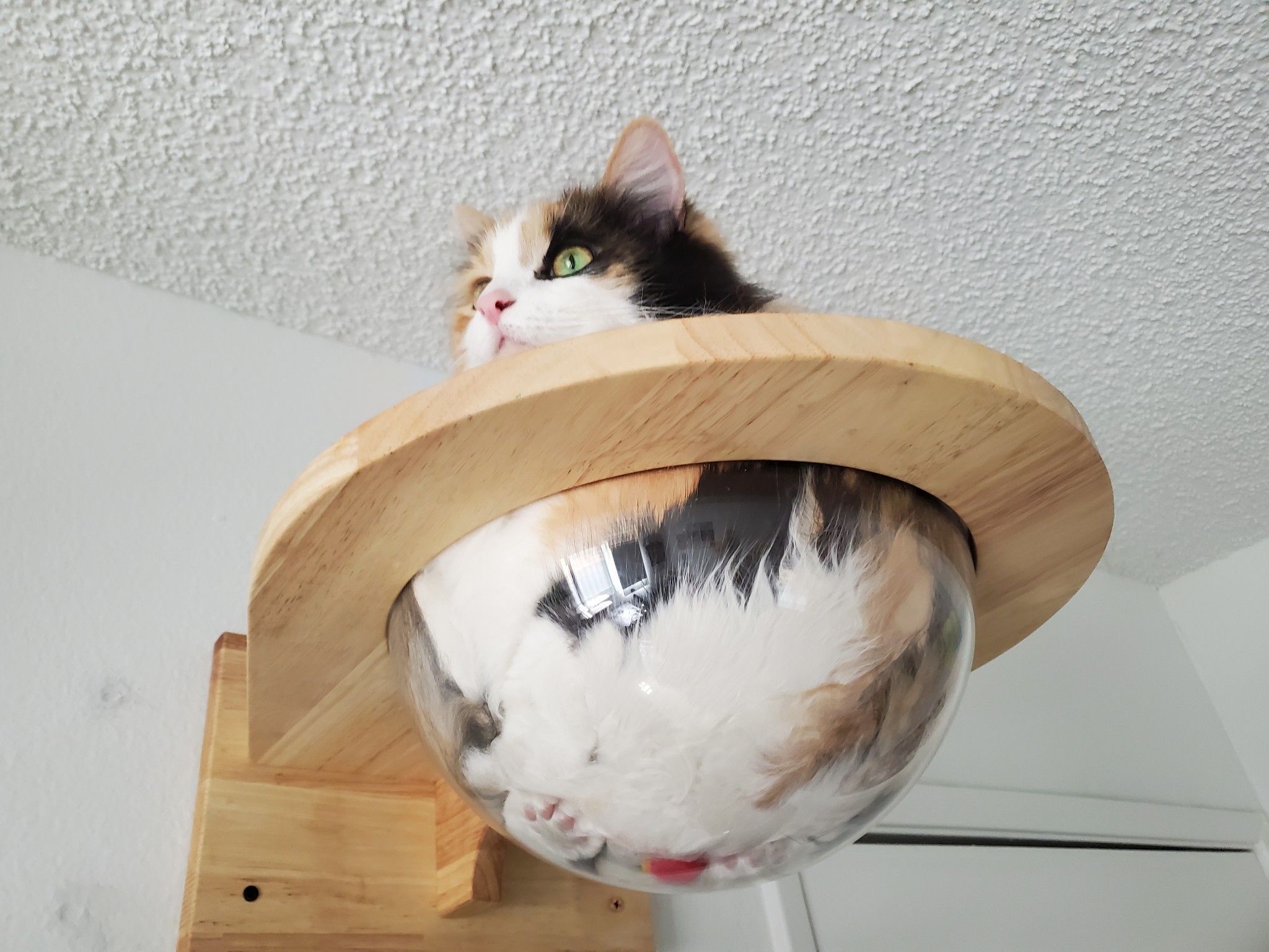 yoomsthefool:yoomsthefool:i spent winter putting up all these platforms on my walls for my cat and my biggest investment was these glass bowls made for cats to squish themselves into and it is easily the best idea I’ve hadwait omg i forgot the best