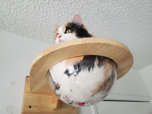 yoomsthefool:yoomsthefool:i spent winter putting up all these platforms on my walls for my cat and my biggest investment was these glass bowls made for cats to squish themselves into and it is easily the best idea I’ve hadwait omg i forgot the best