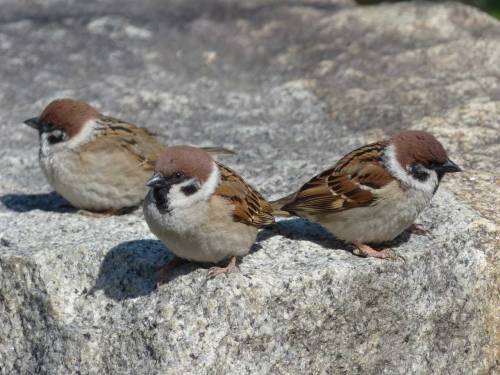 town-sparrow: スズメ　Eurasian tree sparrow Town Sparrow ～ 街のすずめ　Archive Town Birds ～ 街の鳥  Archive