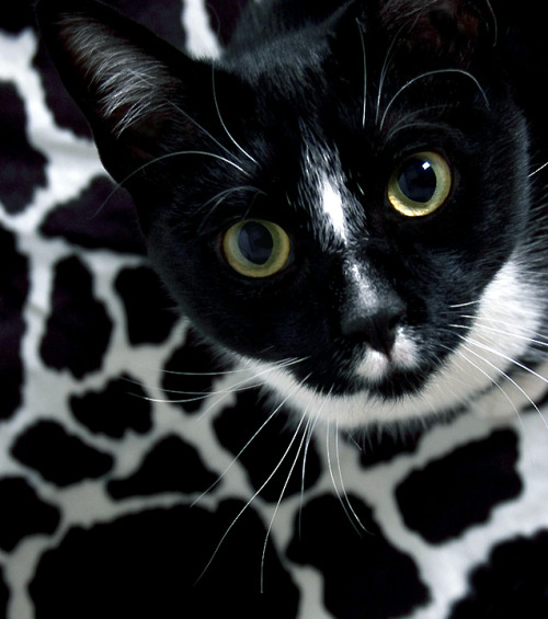 (via  tryingtostayinfocus)