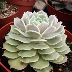 juicykits:  Juuuuuuuicy morning to ya! Check out this super healthy #echeveria Lola! #succulents