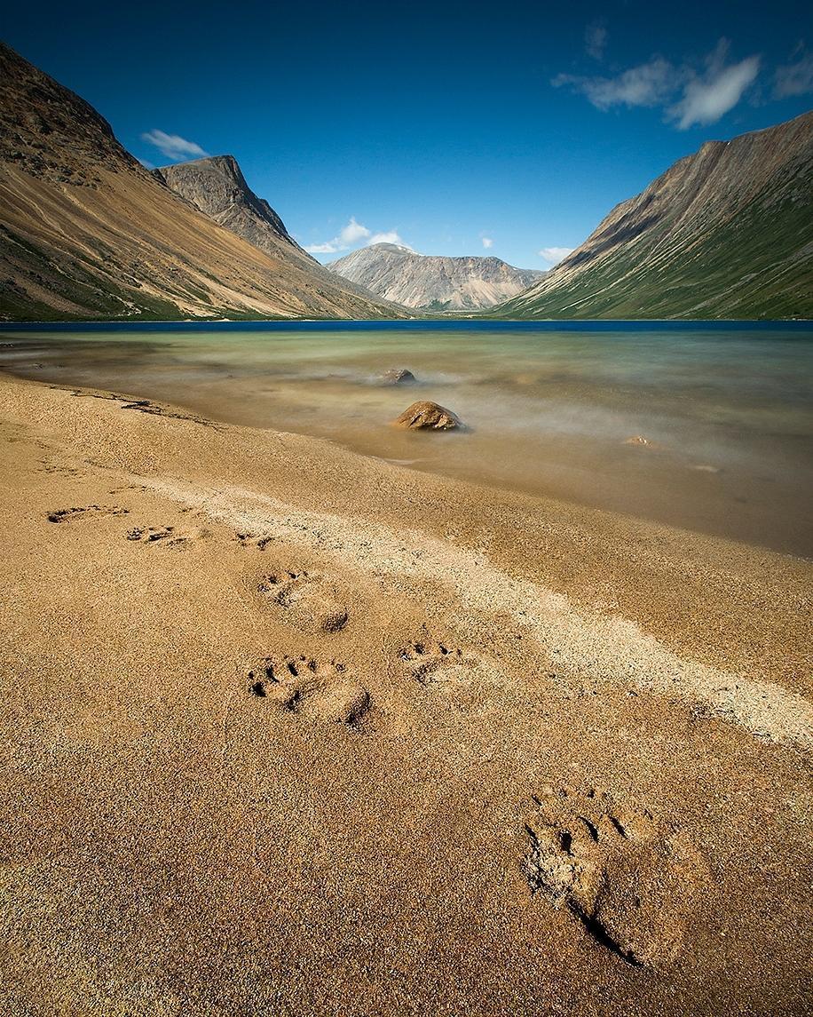 Black bear tracks mark the shore of the stunning North Arm fjord, in Torngat Mountains National Park, Labrador.
As far as I know the Torngats are home to the world’s only black bear population that lives north of treeline. The closest evergreen to...