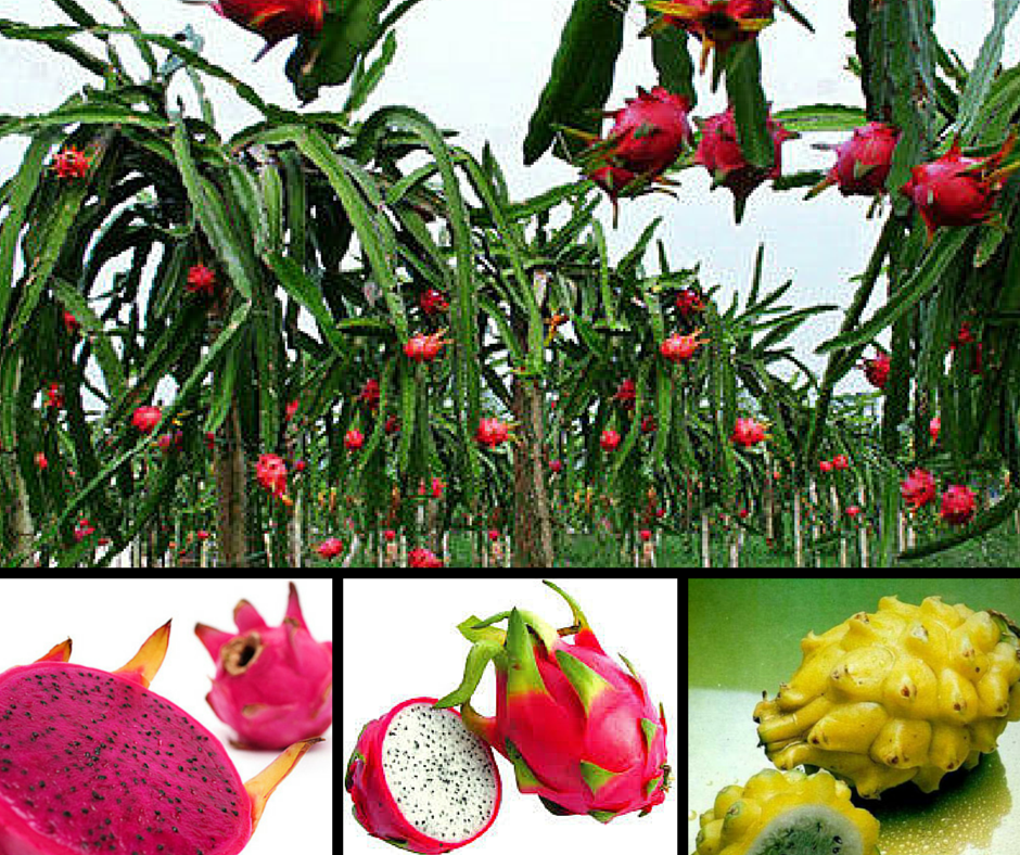 Agroflora São José — Pitaya – A Fruta do Dragão A pitaya é uma planta...