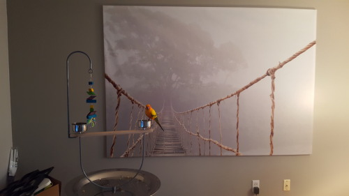 24parrotgold:  Kona shows how a little bit of zoom can go a long way! He looks like a jungle bird in that first picture, but he is safe in the comforts of his living room!
