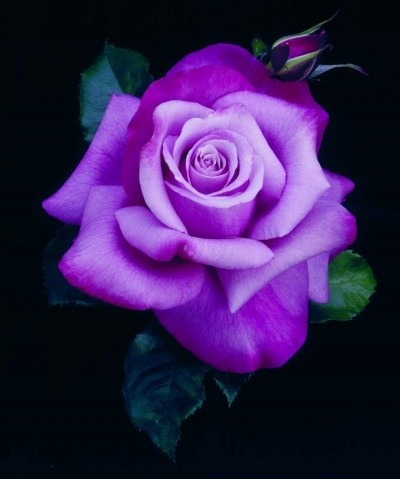 The “Barbra Streisand” rose