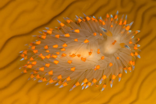 thewavesbrokeontheshore: currentsinbiology:  Sea Slugs That Prove Aliens Already Live On Planet